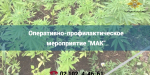 Полицейские Кыштыма и Карабаша выявили 11 очагов произрастания конопли