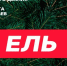 Полиция предупреждает: незаконная рубка хвойных деревьев влечёт ответственность - Газета Кыштымский рабочий