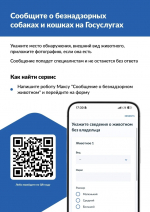 Бездомные собаки.jpg